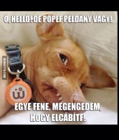 /album/szeretlek-/pifta-jpg/